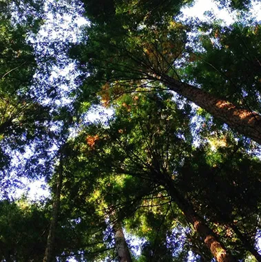 BFR Expertise et Solutions - caution